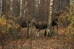 Национальный парк Лосиный Остров