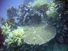 Национальный морской заповедник Рас Мохаммед