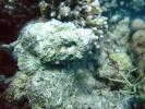 Национальный морской заповедник Рас Мохаммед