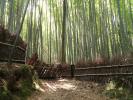 Бамбуковый лес Сагано