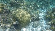 Мальдивские острова, подводный мир