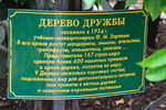 Дерево Дружбы