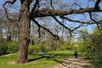 Одесский ботанический сад